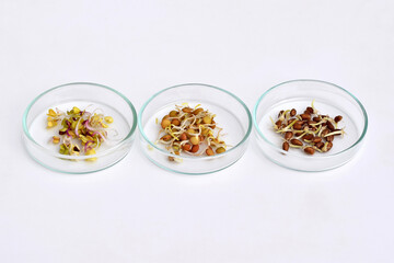 Petri dishes with sprouted radish, lentil and red wheat grains, white background