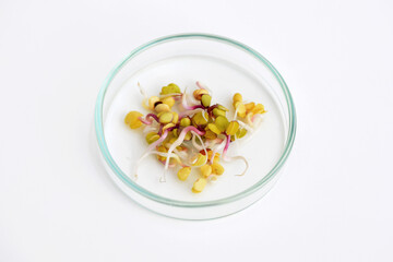 Petri dish with sprouted radish, white background