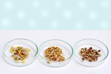 Petri dishes with sprouted radish, lentil and red wheat grains, copy space for text