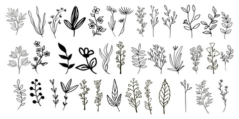 Line art floral elements. Outline foliage natural leaves herbs. Set hand-drawn flower botanical vector illustration. - obrazy, fototapety, plakaty
