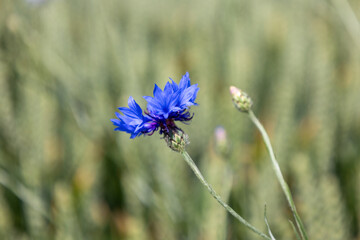 Blue cornflowers on a wheat field in the summer season.