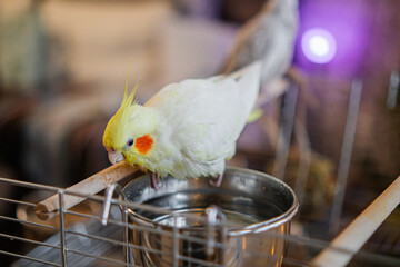 Beautiful photo of a bird. Ornithology.Funny parrot.Cockatiel parrot. Home pet yellow bird.Beautiful feathers.Love for animals.Cute cockatiel.Home pet parrot.A bird with a crest.Natural color. memes. © Daria