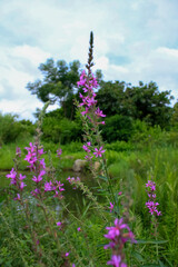 Lythrum virgatum in the rural field with wild grass. Purple wild flowers in the countryside. Flower and plant.
