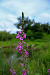 Lythrum virgatum in the rural field with wild grass. Purple wild flowers in the countryside. Flower and plant.