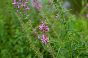 Lythrum virgatum in the rural field with wild grass. Purple wild flowers in the countryside. Flower and plant.