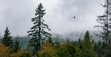 Fog and clouds over spruce trees forest. Mountain hills on an autumn rainy day.