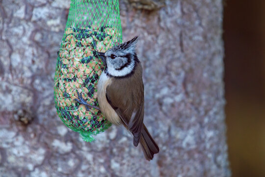 a european crested tit, lophophanes cristatus, is eating seeds for birds