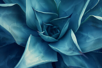 Succulent species agave attenuata leaves details, top view. Dragon plant. close up.