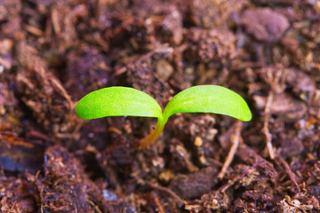 Plant sprout seedling growing from fertilized soil close up macro photo. Growth concept.