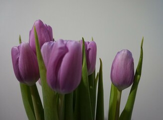 Some beautiful purple tulips that I got from my husband