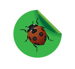 Vector illustration of ladybug on sticker