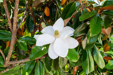 Perfect healthy white Magnolia flower hanging on tree