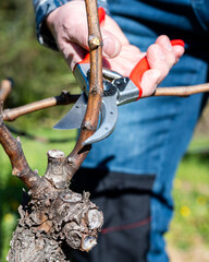 Vine grower pruning the vineyard with professional steel scissors. Traditional agriculture. Winter...