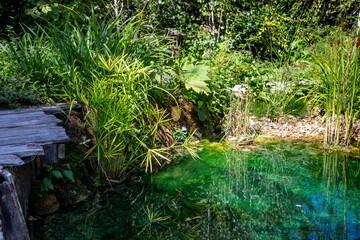 Ecosystème et zone humide - création d'une mare entourée de plantes dans un jardin naturel
