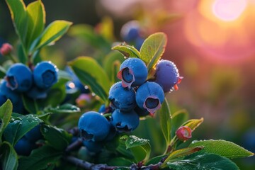 Growing blueberry harvest and producing vegetables cultivation. Concept of small eco green business organic farming gardening and healthy food