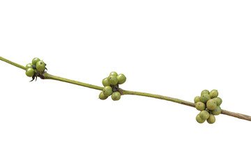close up of green coffee berries with green stem isolated on transparent background png