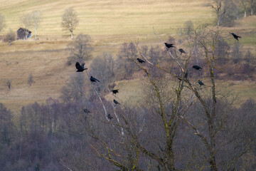 a group of flying and sitting raven birds at a winter morning with agriculture fields in the background