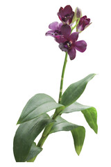 close up dark purple dendrobium orchid isolated transparent background png