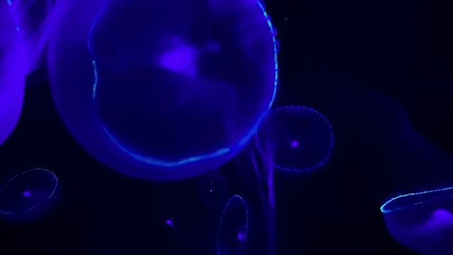 Owan kurage (crystal Jellyfish), 4K UHD