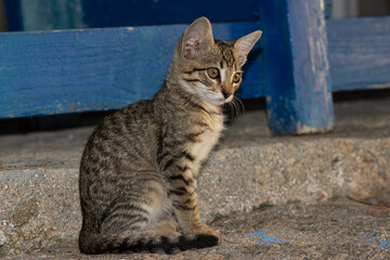 Cute baby tabby kitten.