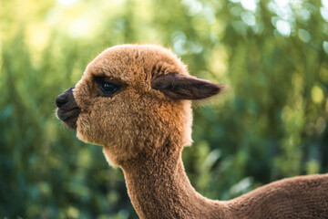 Cute brown baby alpaca sunny portrait, side view of funny animal in green grass and sunlight
