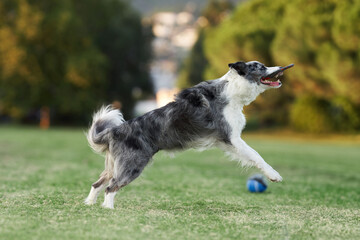 A Border Collie dog leaps joyfully towards a ball, encapsulating the essence of play in a park. The motion and exuberance of the dog are palpable against the tranquil backdrop
