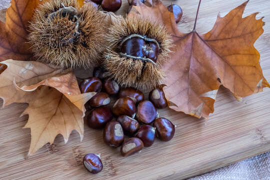 Casta&ntilde;as reci&eacute;n cogidas del &aacute;rbol