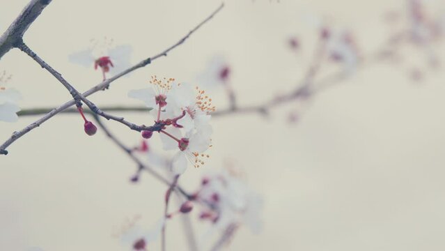 Branches Of Fruit Trees With Blossom White Flowers. Plum Tree Has Masses Of Showy White Flowers In Early Spring.