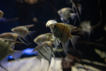 Leopold angelfish under the surface.
