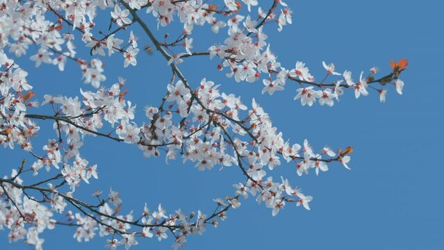 Blooming White Plum Tree. Cherry Plum And Myrobalan Plum Branch With Flowers And Leaves.