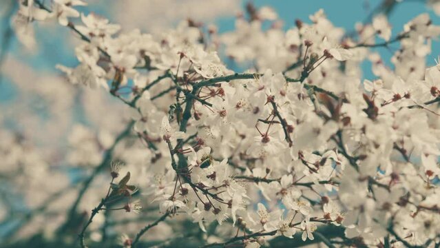 Spring Season. Fresh Light Tree Buds After Rain. Spring Blossom Flower Background.