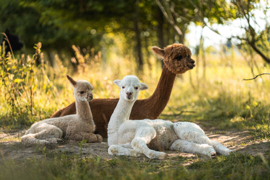Three baby alpacas lying in green grass together, brown, white and beige animals