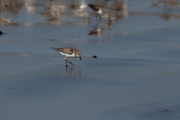 Little stint (Calidris minuta or Erolia minuta), a very small wader, observed at Akshi Beach in Alibag, Maharashtra, India