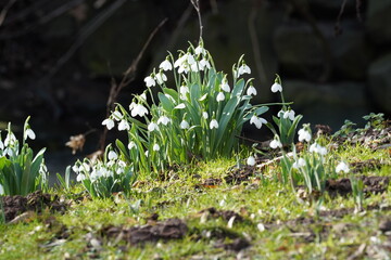 Schneeglöckchen, Frühlingsboten