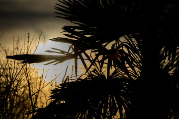 palmier et coucher de soleil