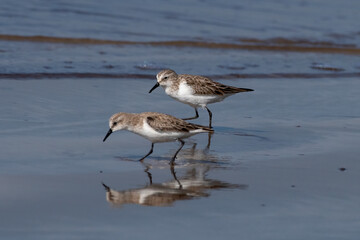 Little stint (Calidris minuta or Erolia minuta), a very small wader, observed at Akshi Beach in Alibag, Maharashtra, India