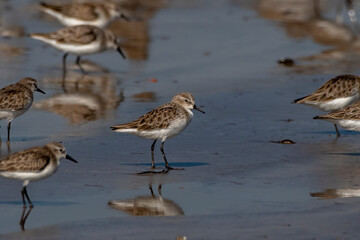 Little stint (Calidris minuta or Erolia minuta), a very small wader, observed at Akshi Beach in Alibag, Maharashtra, India