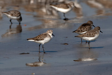 Little stint (Calidris minuta or Erolia minuta), a very small wader, observed at Akshi Beach in Alibag, Maharashtra, India