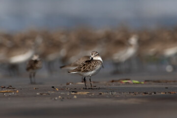 Little stint (Calidris minuta or Erolia minuta), a very small wader, observed at Akshi Beach in Alibag, Maharashtra, India