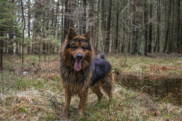 german shepherd dog in the forest
