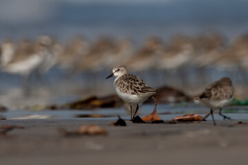 Little stint (Calidris minuta or Erolia minuta), a very small wader, observed at Akshi Beach in Alibag, Maharashtra, India