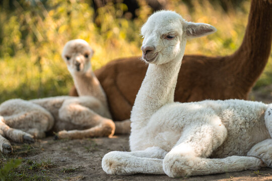 Cute white baby alpacas lying on green grass near adult animal or mother on summer outdoor farm