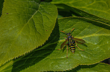 wasp on leaf