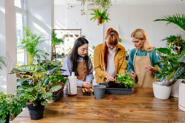 Multiethnic team behind table where gardening tools and flowers located. Positive woman showing how replanting plant at another bigger pot, while asian and caucasian woman work of their store - Powered by Adobe