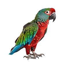 Scarlet macaw isolated on transparent background
