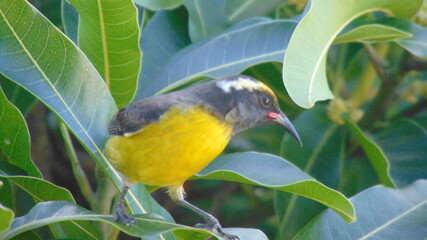 Un petit oiseau jaune et noir