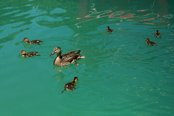 Duck family with baby little duckies learning to swim in pond