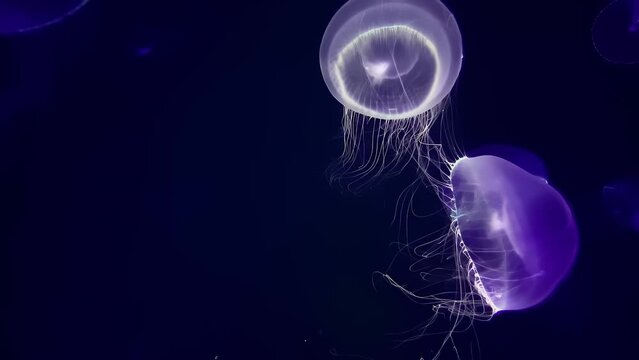 Owan kurage (crystal Jellyfish), 4K UHD