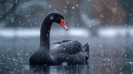  a black swan floating on top of a body of water covered in drops of water floating on top of a body of water next to a tree covered in snow.