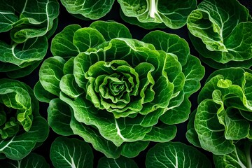 Fototapeta premium green cabbage in the garden